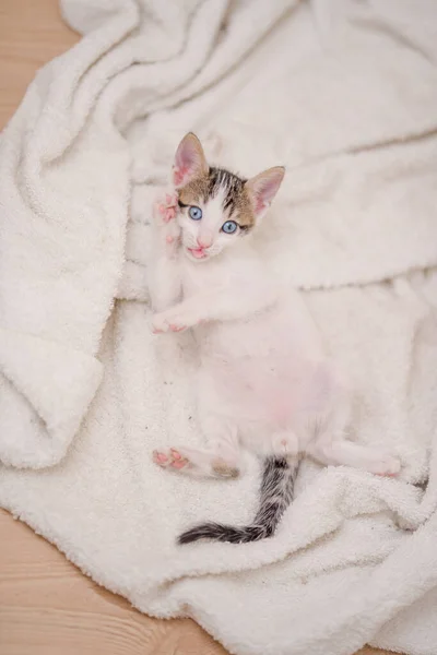 Eine Vertikale Aufnahme Einer Niedlichen Katze Mit Blauen Augen Die — Stockfoto