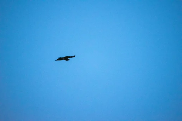 Ein Tiefflug Eines Adlers Der Den Himmel Steigt — Stockfoto