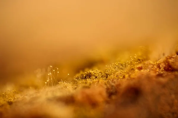 Крупный План Хлебной Плесени Вида Ascomycete Rhizopus Грибок Черствых Ломтиках — стоковое фото