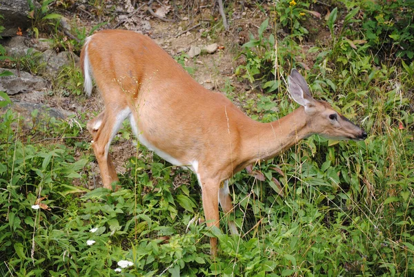 Closeup Shot Small Deer Park — Stock Photo, Image