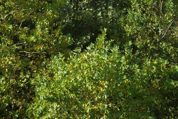 Yeşil Ağaçlı Bir Ormanın Manzarası — Stok fotoğraf