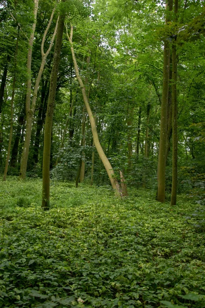 Eine Vertikale Aus Hohen Bäumen Und Grünen Gräsern Wald — Stockfoto