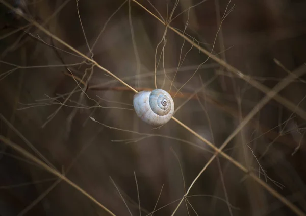 Gros Plan Petit Escargot Sur Branche — Photo