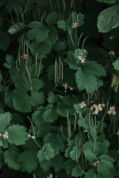 庭の野生植物の垂直ショット — ストック写真