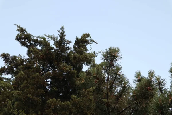 Χαμηλή Γωνία Βολής Των Κλαδιών Του Πράσινου Πεύκου Και Των — Φωτογραφία Αρχείου