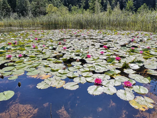 Selective Focus Shot Beautiful Water Lilies Pond — Stock Photo, Image