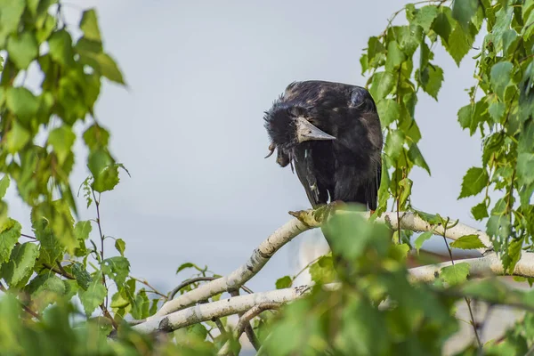 雨の後の悪天候の間の野生の鳥の生活 — ストック写真