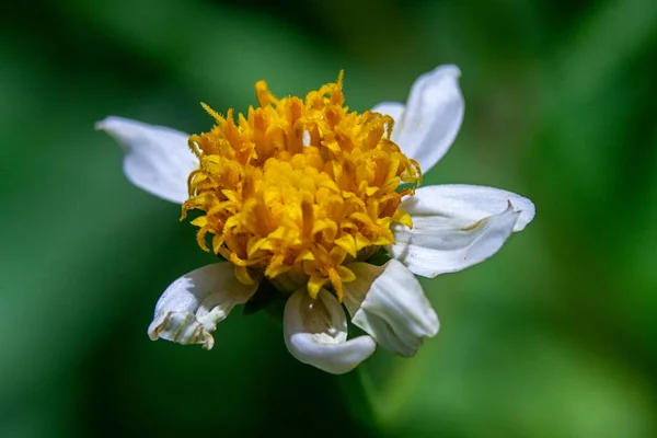 Macro Primo Piano Fiore Bianco Con Uno Stigma Giallo — Foto Stock