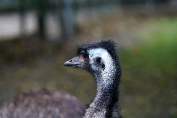 Nahaufnahme Eines Emus Strauß Mit Verschwommenem Hintergrund — Stockfoto