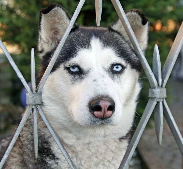 Primer Plano Hermoso Perro Husky Con Ojos Azules Brillantes — Foto de Stock