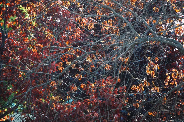 Tiro Close Uma Árvore Com Folhas Outono Sob Luz Solar — Fotografia de Stock