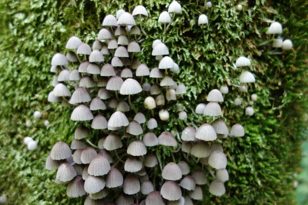 Gros Plan Des Champignons Coprinus Poussant Sur Arbre Moussue — Photo