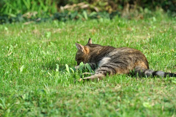 Colpo Messa Fuoco Selettiva Gatto Carino Sdraiato Sull Erba — Foto Stock