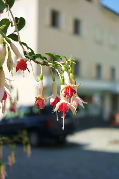 Plan Vertical Fleurs Fuchsia — Photo