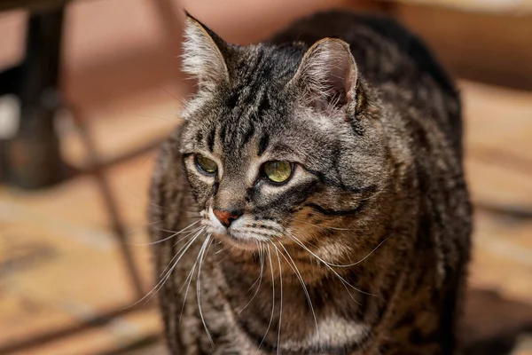 Look Curious Cat House — Stock Photo, Image