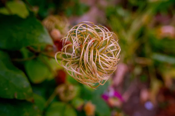 緑の中で咲く熱帯の花の選択的焦点ショット — ストック写真