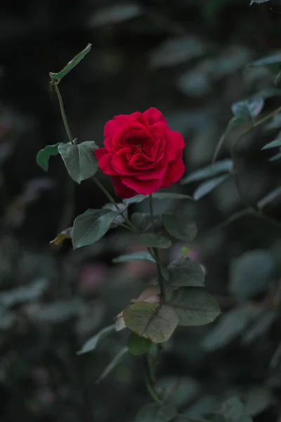 Vertical Selective Focus Shot Blooming Bright Red Rose — Stock Photo, Image