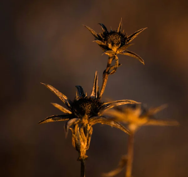 Detailní Záběr Suché Rostliny Rozmazaném Pozadí — Stock fotografie