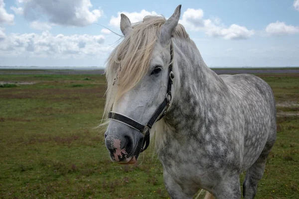 開いたフィールドの背景を持つ馬のクローズアップショット — ストック写真