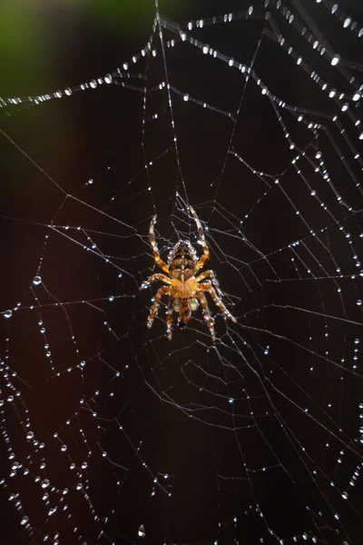 在昏暗的背景下 在灯光下 一只欧洲花园蜘蛛在网上的垂直图片 — 图库照片