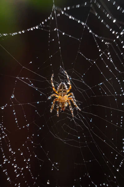 Eine Vertikale Aufnahme Einer Europäischen Gartenspinne Netz Unter Den Lichtern — Stockfoto