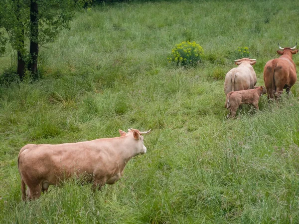 Family Brown Cows Walking Green Meadow — Stock Photo, Image