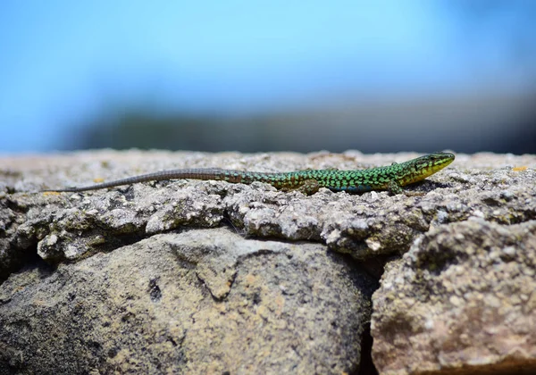 Verde Macho Maltês Wall Lizard Podarcis Filfolensis Maltensis Réptil Endêmico — Fotografia de Stock