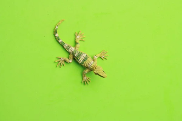 Top View Lizard Shaped Rubber Toy Green Surface — Stock Photo, Image