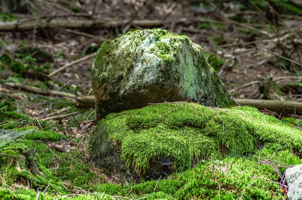森の中の苔むした岩のクローズアップ — ストック写真