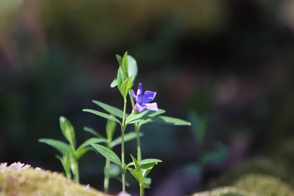 Arka Planda Bulanık Mor Vinka Çiçeğinin Yakın Plan Çekimi — Stok fotoğraf