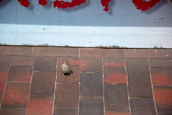 レンガの床に小さな鳥の選択的なフォーカスショット — ストック写真