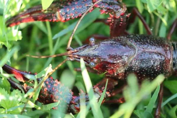 Closeup Louisiana Red Shrimp Grass — Stock Photo, Image