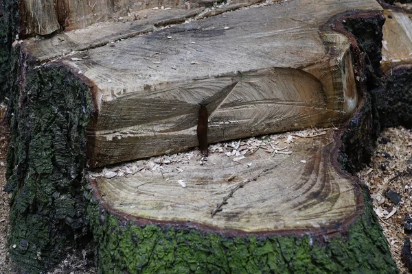 Ένα Κοντινό Πλάνο Ενός Γυμνοσάλιαγκα Ένα Φλοιό Δέντρου — Φωτογραφία Αρχείου