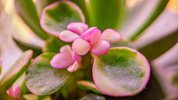 Enfoque Selectivo Pigmyweeds Planta — Foto de Stock