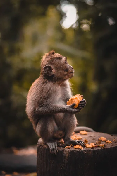 Der Süße Makakenaffe Isst Eine Frucht — Stockfoto