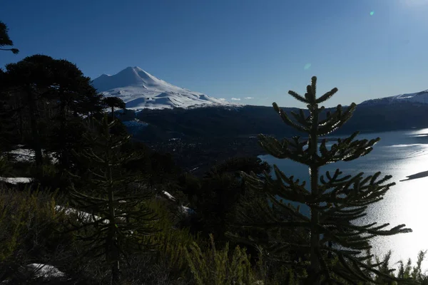 Araucariaträdet Växer Berget Vintern — Stockfoto
