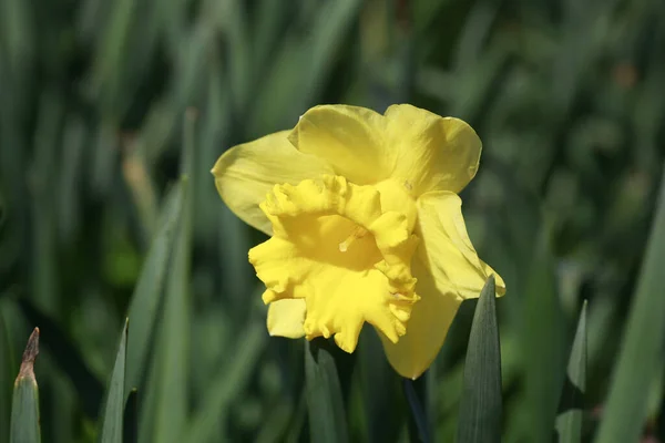 Eine Nahaufnahme Einer Schönen Gelben Narzissenblume Einem Garten — Stockfoto