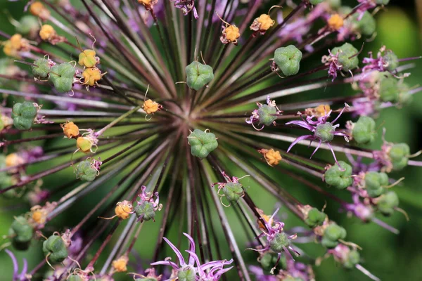 Closeup Shot Flower — Stock Photo, Image