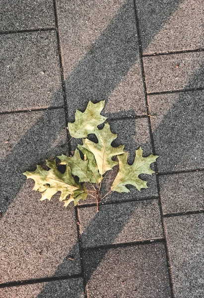 Ein Hellgrünes Blatt Auf Dem Boden Einem Park — Stockfoto