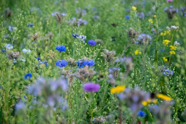Vacker Bild Olika Färgglada Blommor Fältet — Stockfoto