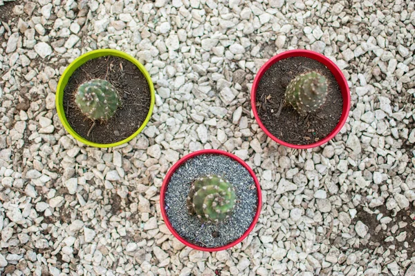 Une Vue Dessus Des Pots Cereus Jamacaru Spiralis — Photo