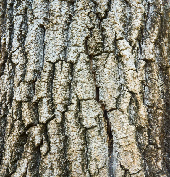 Ένα Κοντινό Πλάνο Του Φλοιού Των Δέντρων Κάτω Από Φως — Φωτογραφία Αρχείου
