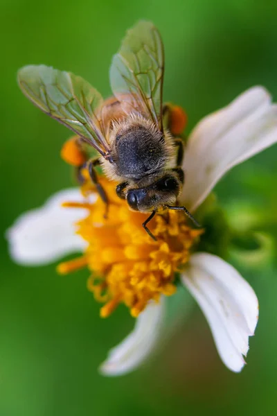 Een Close Macro Shot Van Een Bij Bestuivend Een Bloem — Stockfoto