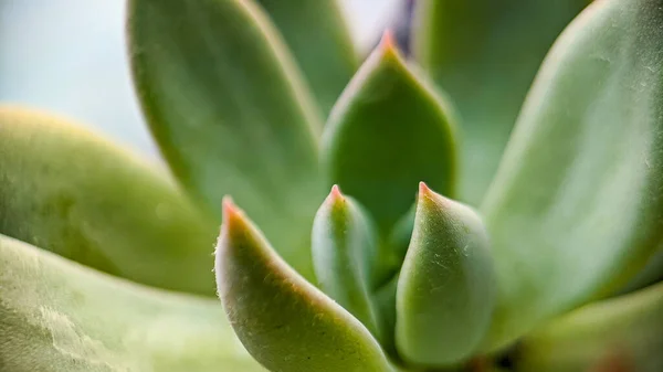 Una Macro Toma Planta Suculenta — Foto de Stock