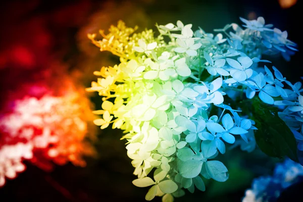 Primer Plano Flores Lindas Coloreadas Con Colores Del Arco Iris — Foto de Stock