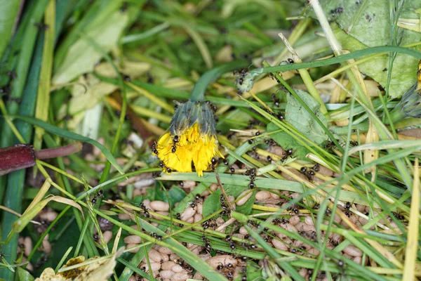 Sebuah Gambar Close Dari Bunga Kuning Kering — Stok Foto