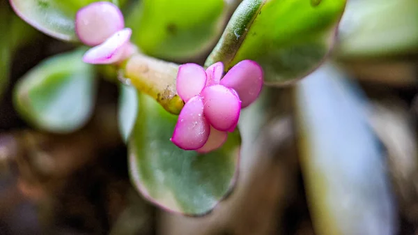 Pigmyweeds Növény Szelektív Fókuszfelvétele — Stock Fotó