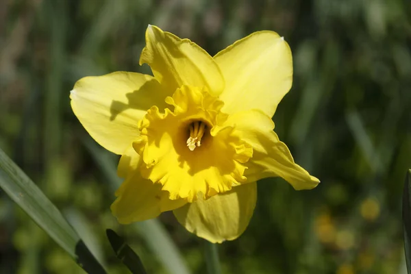 在花园里的一朵美丽的黄色水仙花的特写 — 图库照片