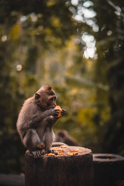 Monyet Macaque Yang Lucu Sedang Makan Buah — Stok Foto