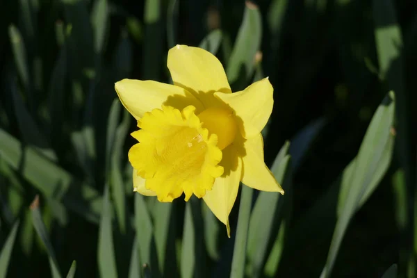 Gros Plan Une Belle Fleur Narcisse Jaune Dans Jardin — Photo